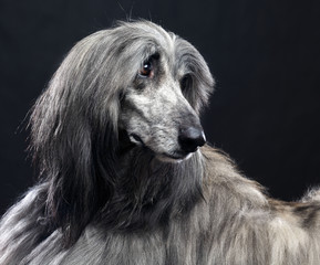 Afghan hound Dog  Isolated  on Black Background in studio