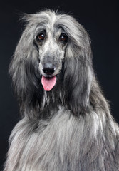 Fototapeta premium Afghan hound Dog Isolated on Black Background in studio