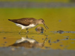 The green sandpiper (Tringa ochropus)