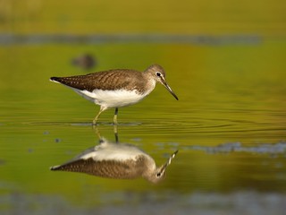 The green sandpiper (Tringa ochropus)