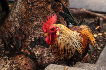 Roosters and chickens, called gypsy chickens or Cubalaya by the locals of Key West
