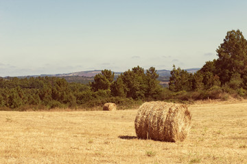 Fototapeta premium Hay bales in a cultivated field, Spain