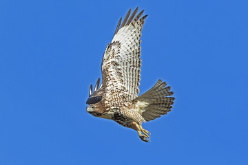 Hawk flying low to the ground at California park