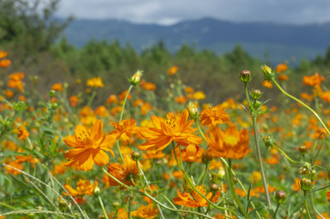 オレンジコスモス畑