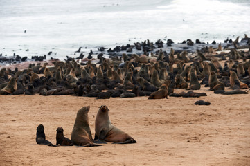 Colony of fur seals in Namibia
