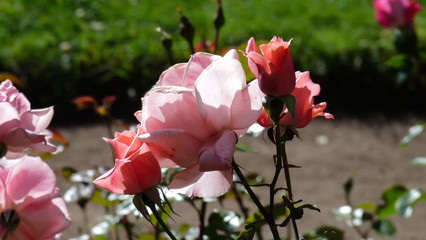 Obraz premium ROSA BARILOCHE 06