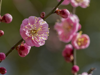 ピンクの梅の花