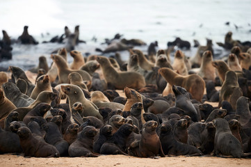 Colony of cape fur seals, Arctocephalus pusillus, in Namibia