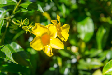 Yellow Flower