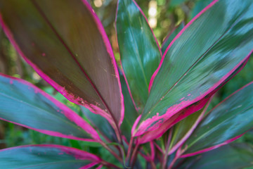 Green Leaves with Pink Edges