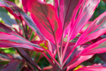 Magenta Leaves