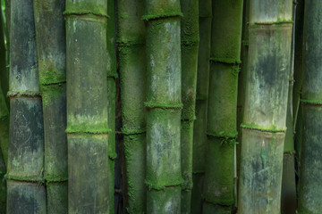 Mossy Bamboo Closeup