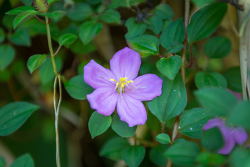 Hawaiian Plants