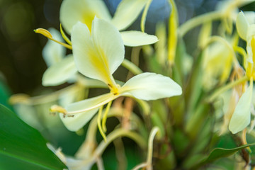 Fototapeta na wymiar Hawaiian Plants