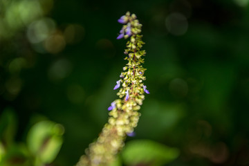 Hawaiian Plants