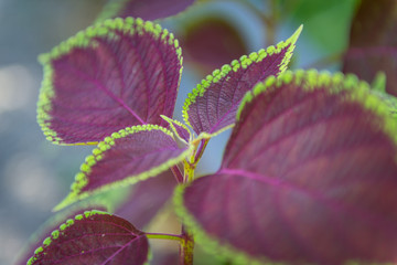 Hawaiian Plants