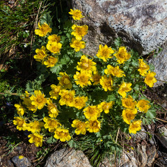 Alpine wild flower Geum Reptans (Creeping Avens). Top view. Photo taken at an altitude of 2500 meters.