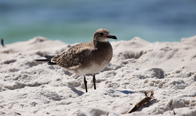 Seagull standing in the sand next to the ocean waves
