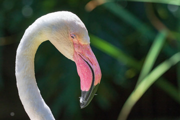 Greater Flamingo - Phoenicopterus roseus