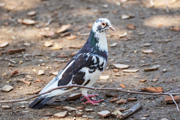 Rock Dove, Rock Pigeon or Common Pigeon - Columba livia