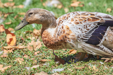 Domestic Ducks at a Public Lake