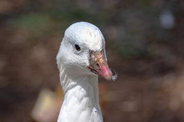 Ross's Goose - Chen rossi
