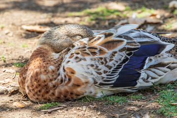 Domestic Ducks at a Public Lake