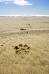 Dog's pawprints in sand, Pacific Rim National Park, British Columbia, Canada.