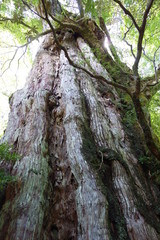 屋久島　屋久杉　森 