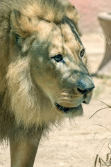 African Lion - Panthera leo - Male