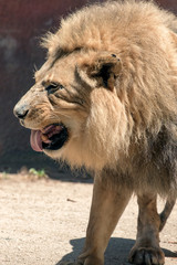 African Lion - Panthera leo - Male