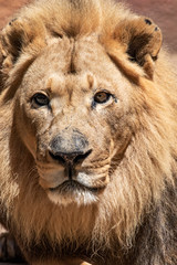 African Lion - Panthera leo - Male