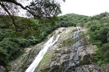 屋久島　森　滝
