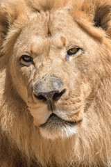 African Lion - Panthera leo - Male