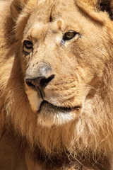 African Lion - Panthera leo - Male