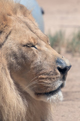 African Lion - Panthera leo - Male