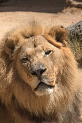 African Lion - Panthera leo - Male