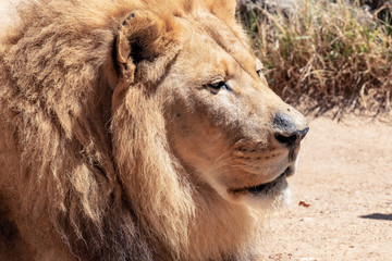 African Lion - Panthera leo - Male