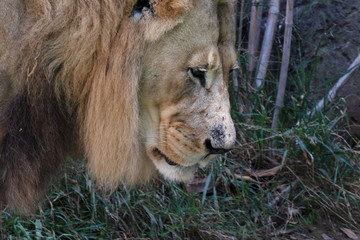 Obraz na płótnie Canvas African Lion - Panthera leo - Male