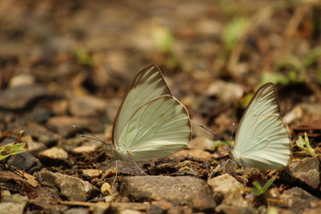 butterfly on a leaf
