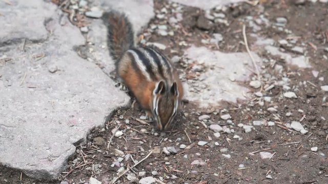 a 180p slow motion high view of a chipmunk at glacier national park in montana, usa