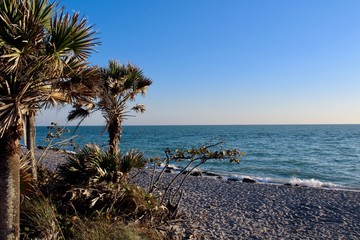 Oceanview with palm trees swaying in the breeze on a sunny day