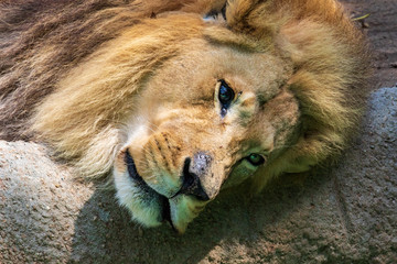 African Lion - Panthera leo - Male