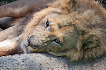 African Lion - Panthera leo - Male