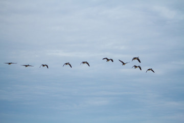 Geese Flying North After A Long Cold Winter