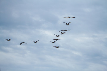 Geese Flying North After A Long Cold Winter
