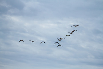 Geese Flying North After A Long Cold Winter