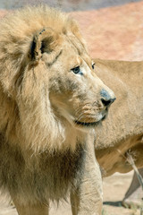 Obraz premium African Lion - Panthera leo - Male