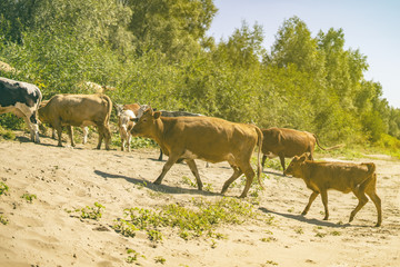 bunch of cows walking on sandy surface field near green forest  s