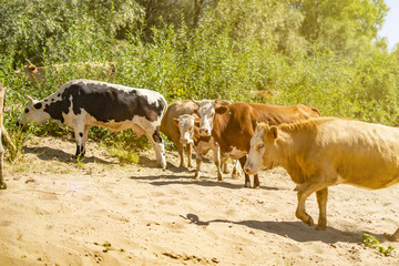 bunch of cows walking on sandy surface field near green forest  s